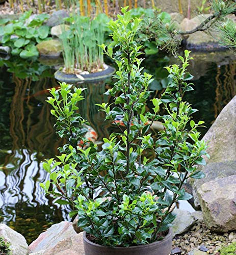 Stechpalme Ilex Heckenstar 80-100cm - Ilex meserveae - Gartenpflanze