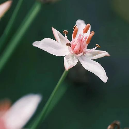 30 pcs Schwanenblume Samen Teichpflanzen Winterhart (Butomus umbellatus) Bodendecker Pflanzen Winterhart Gartengeschenke Steingartenpflanzen Winterhart Winterharte Stauden Exotische