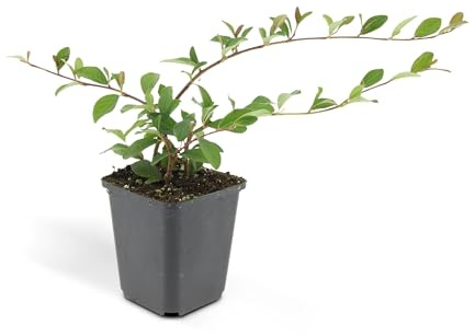Kriechmispel Cotoneaster dammeri 'Major' 9cm Topf Set mit 60 Pflanzen
