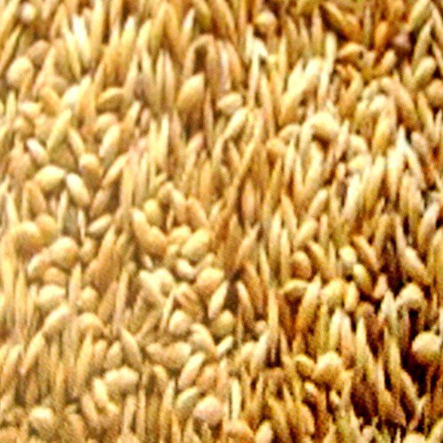 5 kg Kanariensaat lose, Vogelfutter für Kanarienvögel, Naturfutter