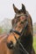 Hans Melzer Horse Equipment Trense Mechtersen, schwarz/silber, Vollblut