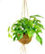 Exotenherz - Kokodama - Fensterblatt im XL-Kokodama-Gefäß zum Hängen - Monstera minima - ca. 17cm