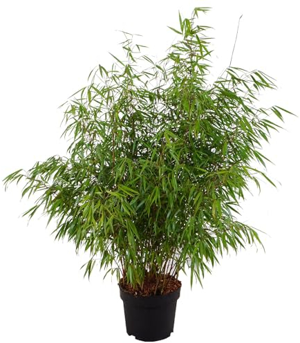 Bambus 'Asian Wonder', Zierbambus, immergrün, pflegeleicht, Gartenpflanze, Bambushecke, winterhart, kompakte Größe, asiatischer Garten