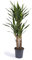 Cool Green - Planta natural interior - Yuca Elegans - Mediana