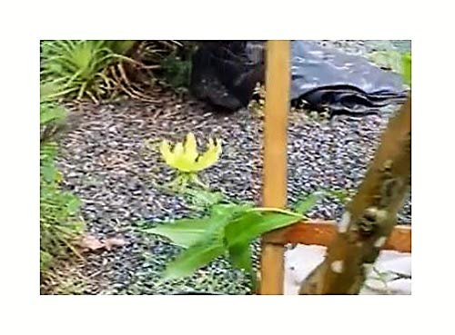 Stk - 20x Gloriosa lutea Ruhmenskrone Kletter Pflanzen - Samen ID40 - Seeds & Plants Shop by Ipsa