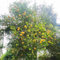 15 pcs bitterorange pflanze samen, pflanzen garten, kübelpflanzen winterhart immergrün bitterorange baum - Poncirus trifoliata - extrem winterharte kübelpflanzen, seeds gartenpflanzen,
