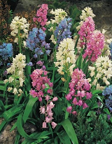 Hasenglöckchen gemischt Hyacinthoides hispanica (25 Blumenzwiebeln)