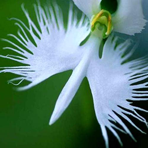 TOYHEART Semi Di Fiori Premium 100Pcs, Semi Di Orchidea Garzetta Piante Ornamentali Vitali Fioritura Bianca Semi Di Piante Da Esterno Per Parterre bianca