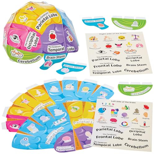 Baker Ross FN457 Human Brain Biology Hat Kits - Pack of 4, STEM, Science, Health and Learning Aids for Kids and Schools