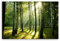 ge Bildet Bild auf Leinwand | Wald - natur blumen Wald Sonnenschein grün I in 30x20 cm als Wandbild | Wand-deko Dekoration Wohnung modern Bilder | 2213