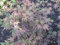 Roter Fächerahorn 'Bloodgood' Acer palmatum Zier Ahorn Topf gewachsen