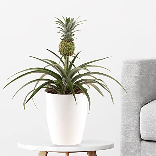 Ananas-Pflanze, Ananas comosus Mi Amigo, echte Zimmerpflanze, Topfgröße 15 cm, Höhe ca. 40-50 cm, Zierananas, Zimmerpflanzen für die Wohnung oder das Büro, Pflanzenversand