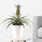 Ananas-Pflanze, Ananas comosus Mi Amigo, echte Zimmerpflanze, Topfgröße 15 cm, Höhe ca. 40-50 cm, Zierananas, Zimmerpflanzen für die Wohnung oder das Büro, Pflanzenversand