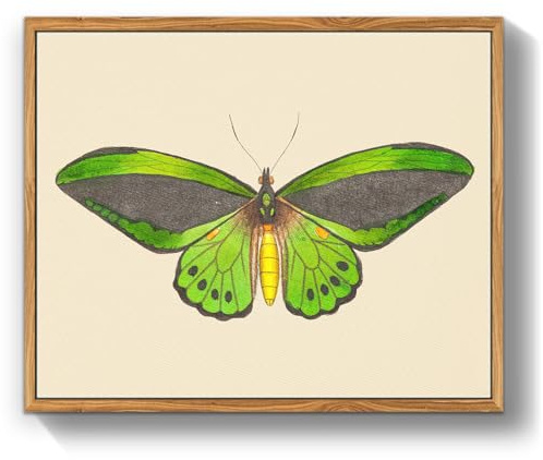 MHARTK66 Vintage Insekten Leinwand Bilder mit Rahmen Holz, 30x40 cm Wandbilder Wohnzimmer Grüner Vogelflügel Bild Aesthetic, Schmetterling Illustration Wanddeko Schlafzimmer Badezimmer Büro