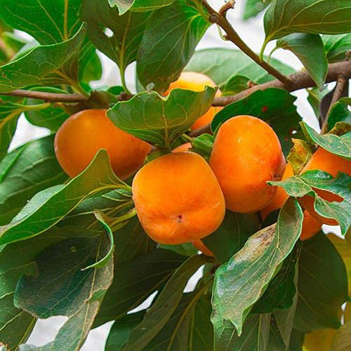 Aamish Graines d'arbre kaki