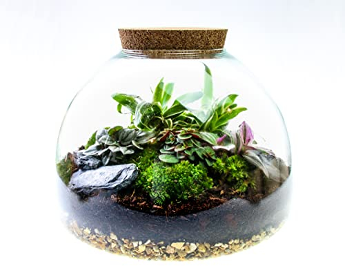 Large Glass Domed Terrarium with 4 Living Plants, Moss and Tool Set - The Ultimate Terrarium Kit