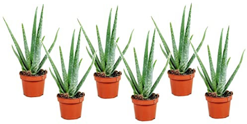 Plant in a Box - Aloe barbadensis - Aloe Vera - 6er Set - Zimmerpflanze - Sukkulente - Topf 10cm - Höhe 25-40cm