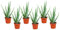 Plant in a Box - Aloe barbadensis - Aloe Vera - 6er Set - Zimmerpflanze - Sukkulente - Topf 10cm - Höhe 25-40cm