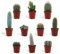 DutchLeafs Mini-Kakteen Mix 10 Stück Verschiedene Kakteen - Topf 5,5 cm - Kleine Pflanzen Mischung Kakteen Starter Set Pflegeleichte Zimmerpflanzen - Höhe 8-15 cm