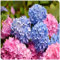 Hermosos bulbos de hortensia, resistentes al calor y fáciles de cultivar, bulbos de flores para jardín de interior y exterior-1bulbo-J