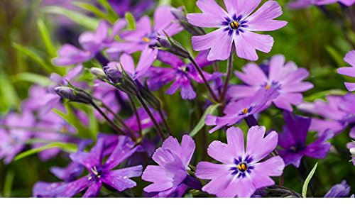 Bodendecker, 5x Polsterflammenblume