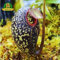 Portal Cool Mosquito Essen Flchfressende Saat Nepenthes 200 Samen Tropical Pitcher Garten