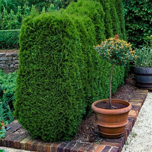 You Garden - Thuja occidentalis 'Smaragd' in 9cm Pots x 10 - White Cedar Shrubs for Gardens - Garden Ready Potted Shrubs for Patios