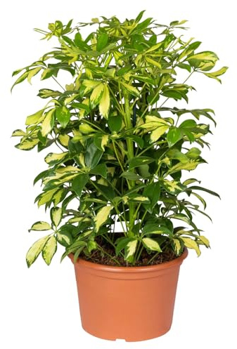 Schefflera 'Gerda', grün-gelb, Topf-Ø 21 cm, Höhe ca. 55 cm