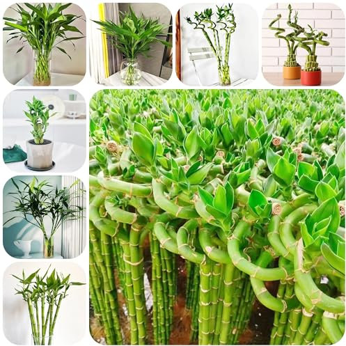 glücksbambus pflanze samen gartenpflanzen pflegeleichte Hydroponischer Anbau, wohnzimmer stauden winterhart mehrjährig, gewächshaus pflanzensamen hydrokultur topf exotische pflanzen 60pcs