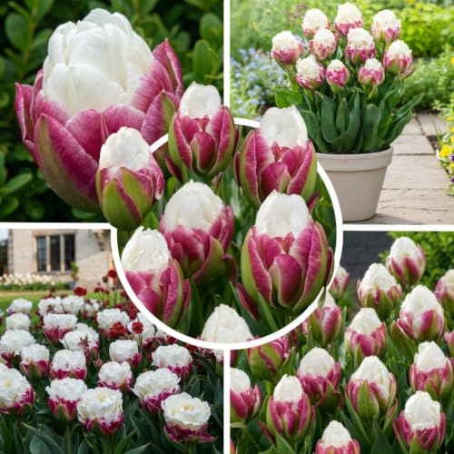 Tulpenzwiebeln Winterhart Mehrjährig 10 Stück - Gefüllt Rosa-Weiß | Sorte Ice Cream, pfingstrosenartige Blüten im April, Blumenzwiebeln aus Holland für Garten und Topf, Pflanzzeit Herbst