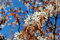 Felsenbirne großfrüchtig im Cont. 60-80 cm