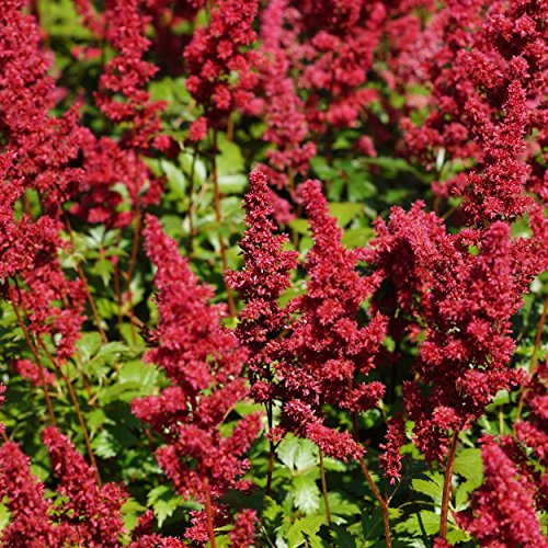 Blumixx Stauden Astilbe Arendsii-Hybr. 'Fanal' - Prachtspiere, im 0,5 Liter Topf, dunkelrot blühend
