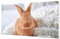 wandmotiv24 Peinture Murale Acrylique - Photo sur Verre Acrylique avec aperçu en Ligne - Image en Verre personnalisée - Image avec Motif souhaité - Cadeau Photo - 40x20 cm
