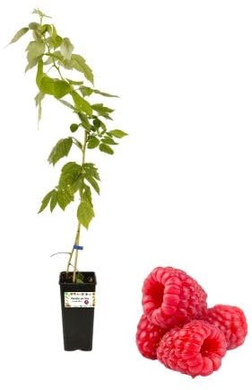 P. Piantine da Orto | Lampone Rosso Senza Spine, Vaso da 2L, Pianta Pronta per Il Trapianto, Pianta Vera da Orto, da Balcone e da Esterno, Vivaio Italiano