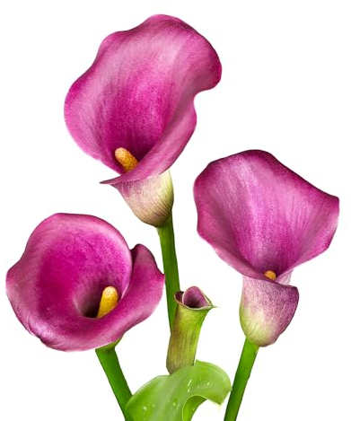 The Bulb Farmers - 12 x Calla 'Purple Splendor' - Lila - Blumenzwiebeln direkt vom Züchter - Sommerblüher - Zwiebelgröße 16-18 (die optimale Größe für den Garten)