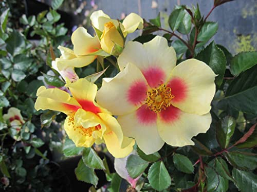 Rosa Eye of the Tiger ® - Strauchrose Eye of the Tiger ® - Synonym Queen of Sheba