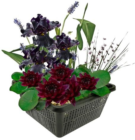 vdvelde.com - Mini vijverset - Zwart - • Combi set• 4 planten• Plaatsing: -10 tot -20 cm
