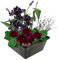 vdvelde.com - Mini vijverset - Zwart - • Combi set• 4 planten• Plaatsing: -10 tot -20 cm