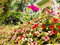 Schwarzäugige Susanne 10 Samen (Thunbergia Alata) Susan Vine