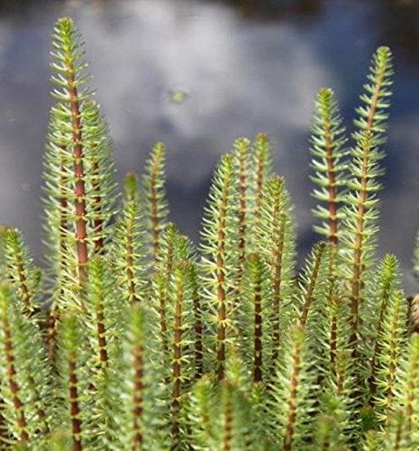 WASSERPFLANZEN WOLFF - fertig im PFLANZKORB - Hippuris vulgaris - Tannenwedel - Teichpflanze - winterhart - heimisch - QUALITÄTSSTAUDE - durchwurzelt