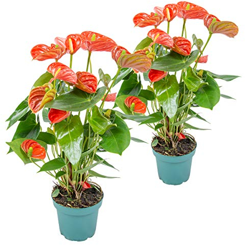 Bloomique - 2er Set - Anthurium Andreanum - Orange - Flamingoblume - Blühende Zimmerpflanzen - Pflegeleicht - Höhe 40-50 cm - Topf 14 cm
