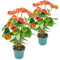 Bloomique - 2er Set - Anthurium Andreanum - Orange - Flamingoblume - Blühende Zimmerpflanzen - Pflegeleicht - Höhe 40-50 cm - Topf 14 cm