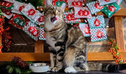 QCHEFS Adventskalender Katze: Lecker gesunde Knusperleckerli als Zahnpflege! Plastikfrei & tolles Geschenk für Katzenliebhaber - mit gratis Schleckschüssel