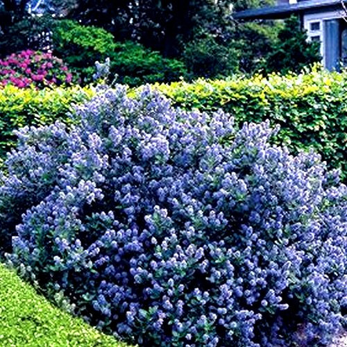 GardenersDream Ceanothus 'Yankee Point' Plant - California Lilac Evergreen Shrub in Pot - Outdoor Garden Ready Hardy Shrub - All Year Round Outdoor Plant for Groundcover (5 Litre Pot, 45-60cm)