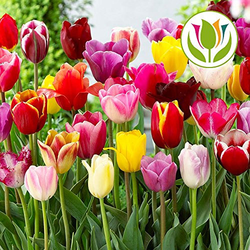 GardenersDream 25 x Mixed Tulip Bulbs - Long Stem Triumph Spring Flowering - Colourful Outdoor Plants for Gardens, Beds, Borders, and Containers - Easy to Grow Beautiful Garden Bulbs