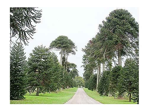 Araucaria ARAUCANA, Monkey Puzzle Tree, Exotic Evergreen, 8cm Tall Starter Plant