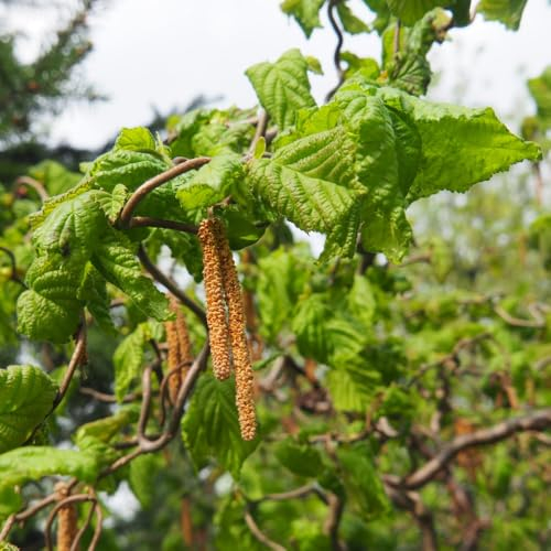 Corylus avellana 'Contorta' - Corkscrew Hazel Shrub for Winter Borders – 1x 18 Litre Potted Plant by Thompson & Morgan