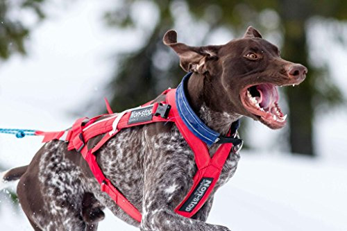 Non-stop dogwear Combined Harness (Hunde-Zuggeschirr) | geeignet für Skijöring und Pulka (7)