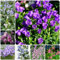 100 pcs glockenblume winterhart samen, blumensaat, samen zimmerpflanzen Marienglockenblume - Campanula medium - blüten, kübelpflanzen blumensamen, ostergeschenke blumensamen geschenk,