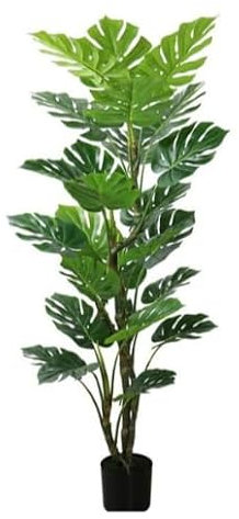 Gerimport Planta Monstera x 25-155CM